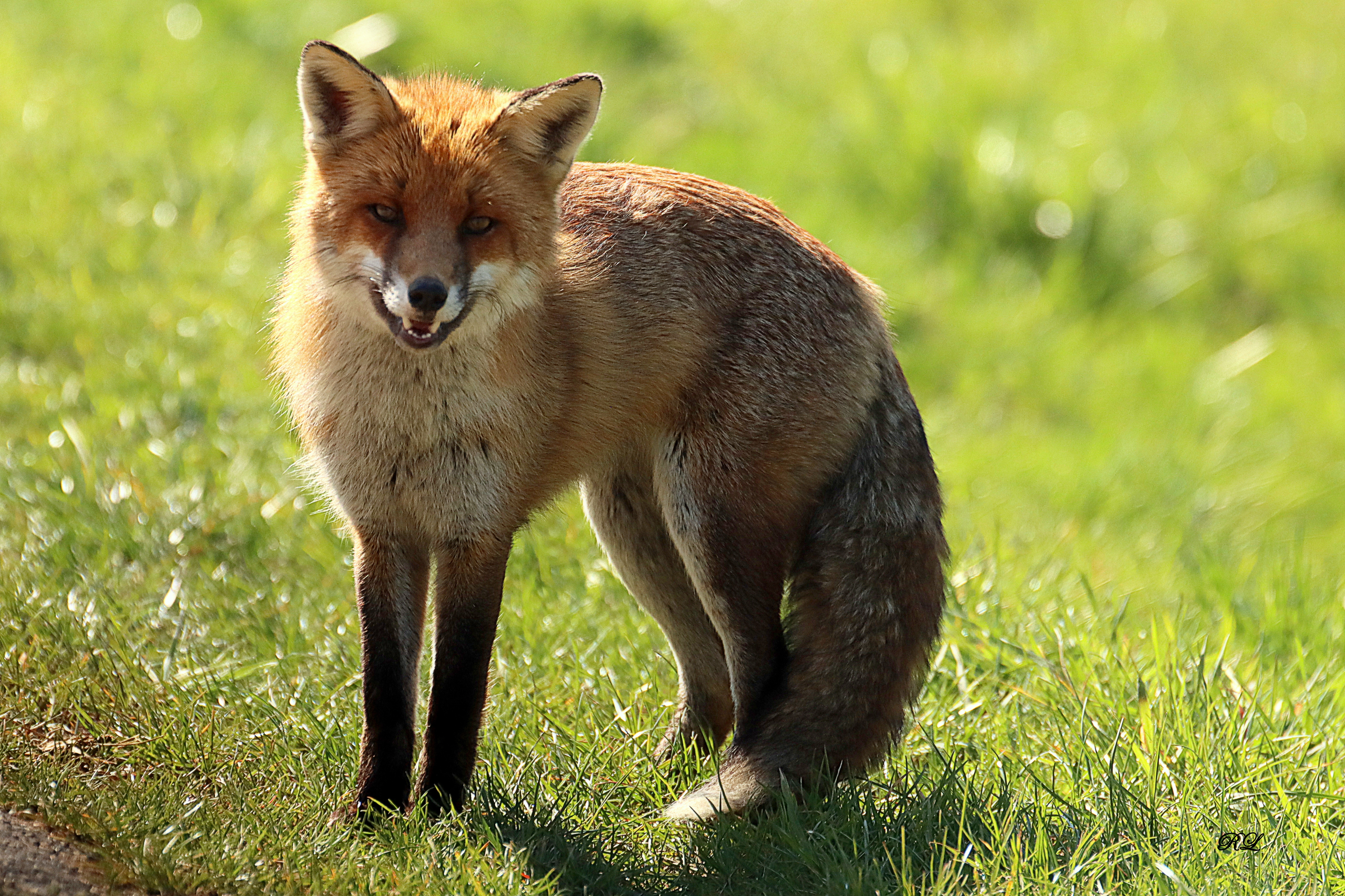 IMG_1502.JPG (13.90 MB)