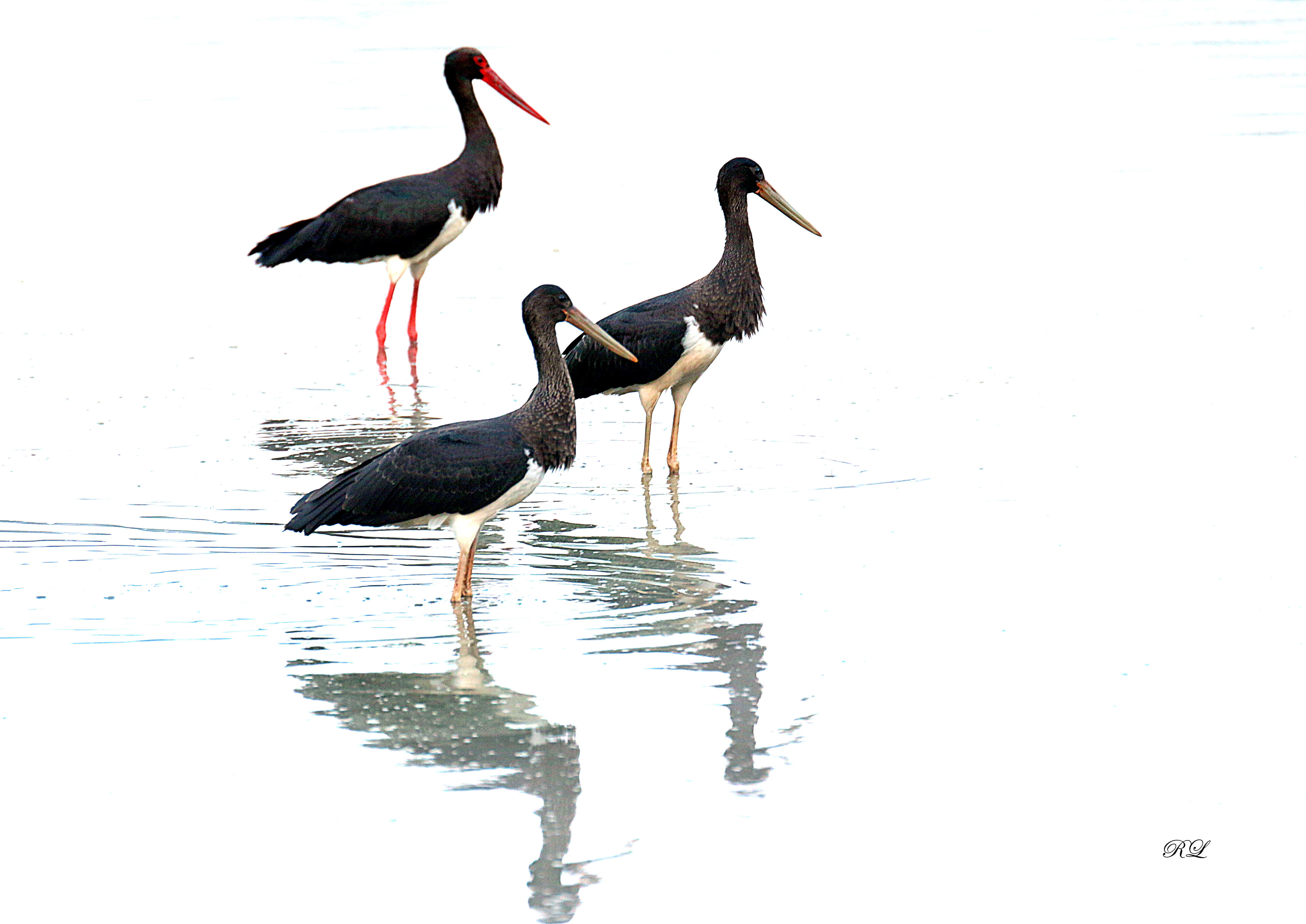 IMG_2885.JPG (2.22 MB)