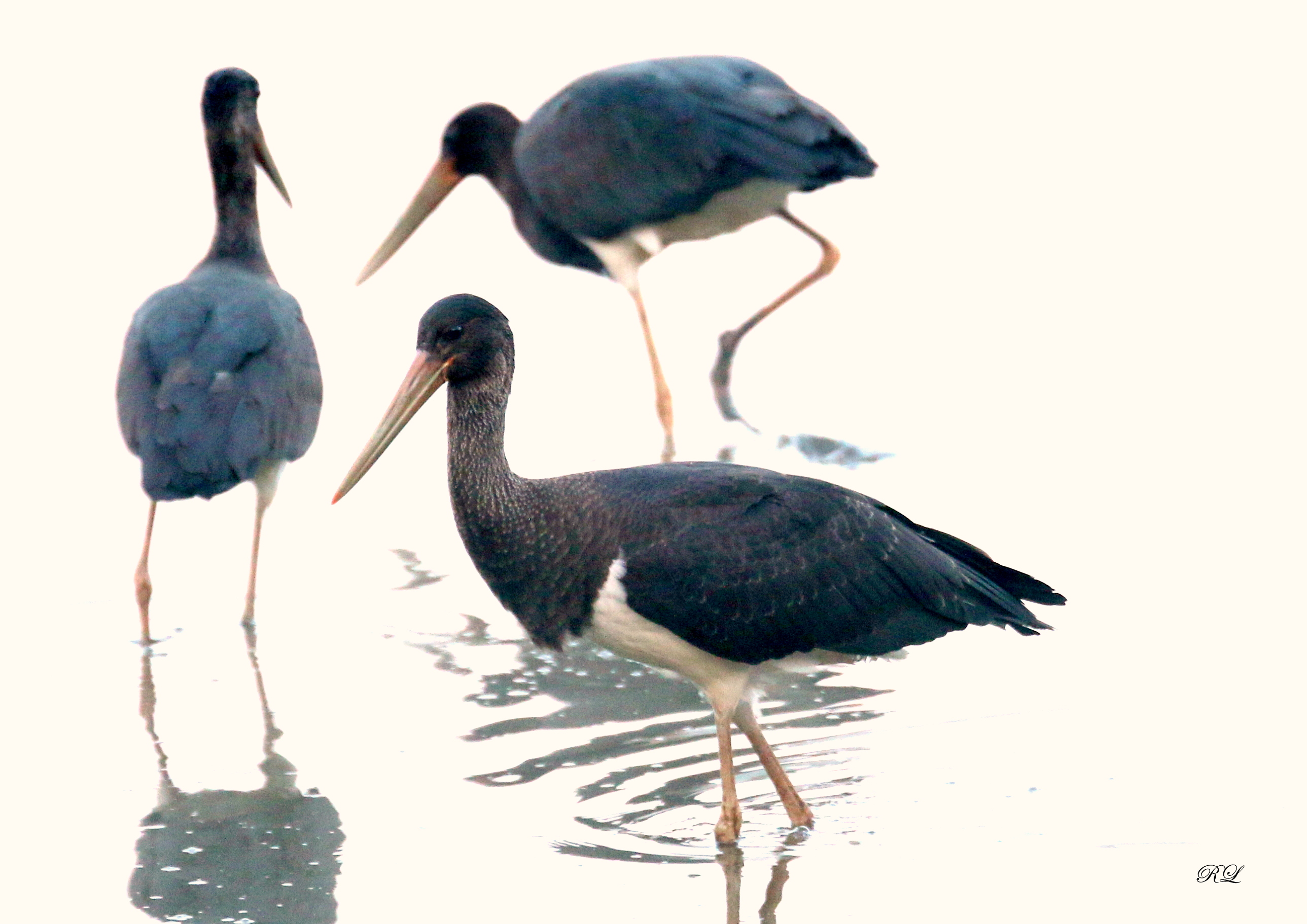 IMG_2921.JPG (1.03 MB)