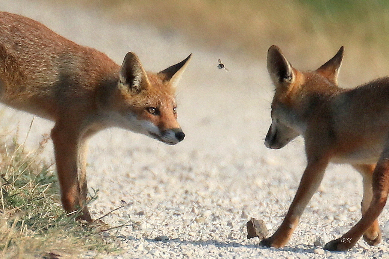 IMG_3630-001.JPG (823 KB)