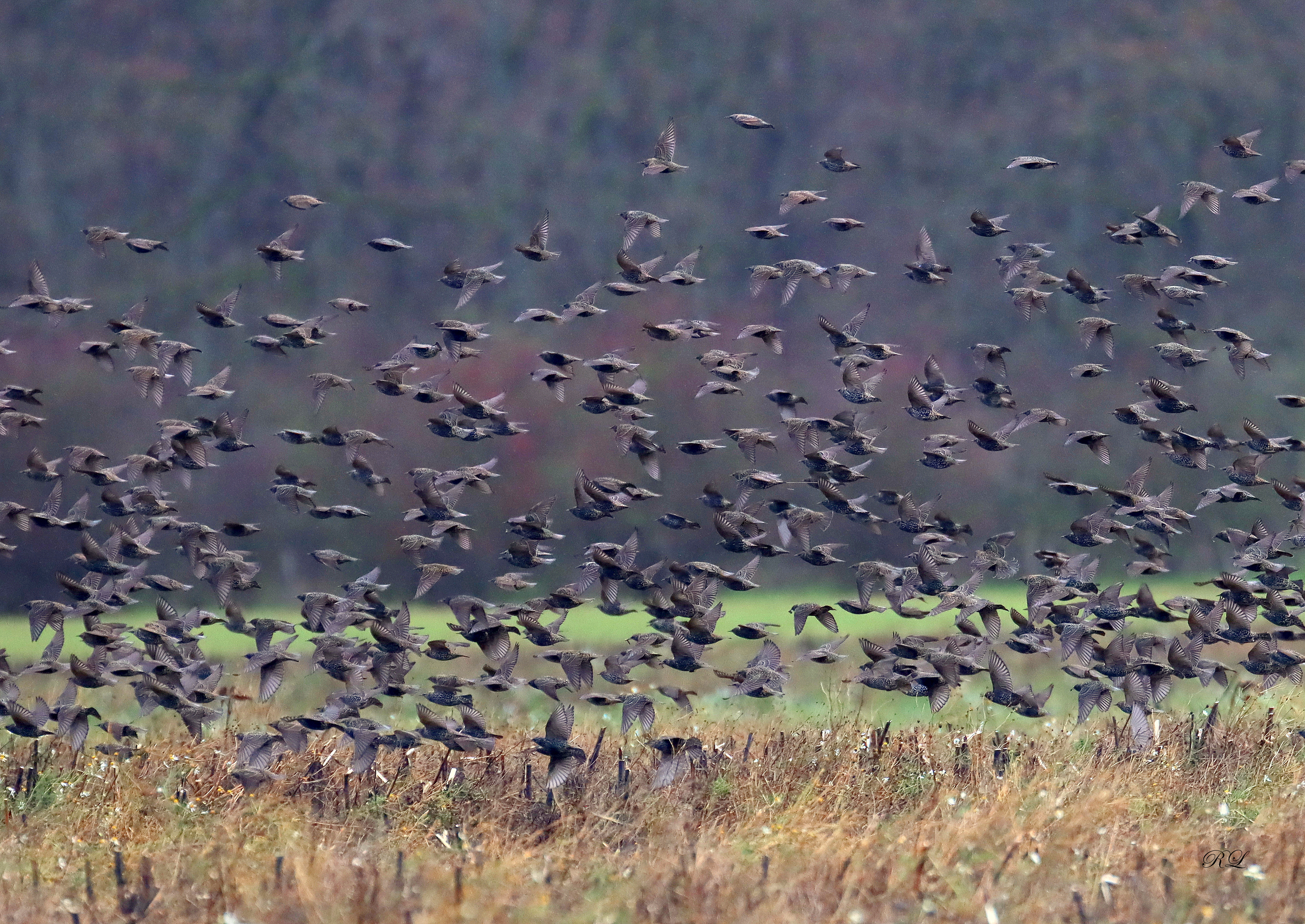 IMG_5726.JPG (8.70 MB)