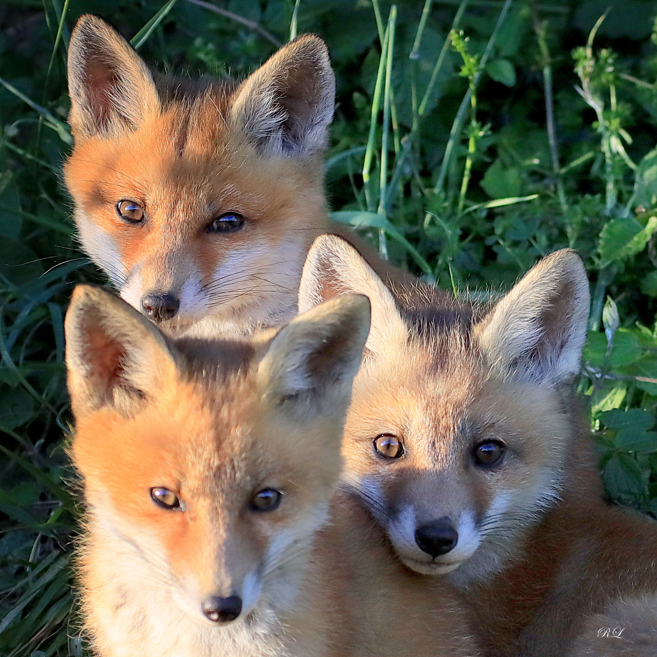 IMG_7725-003.JPG (3.52 MB)