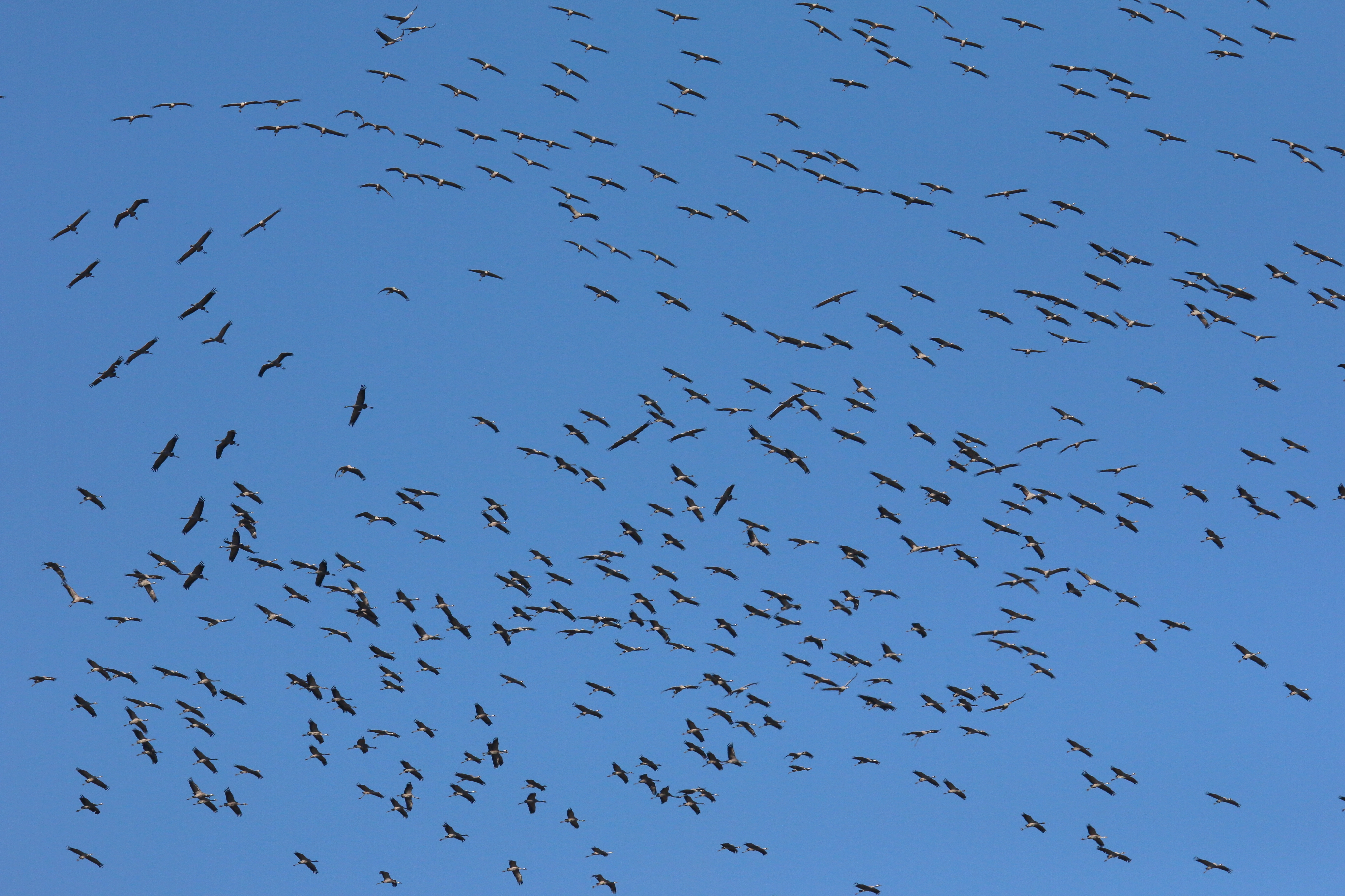 IMG_8272.JPG (7.06 MB)