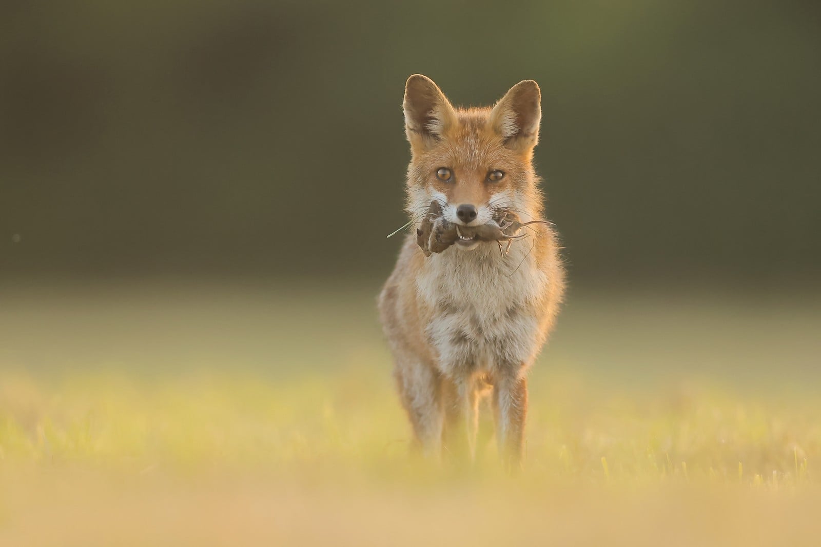 92847ac9-eaa3-4b30-993a-9e85a02ec87b.jpg (72 KB)