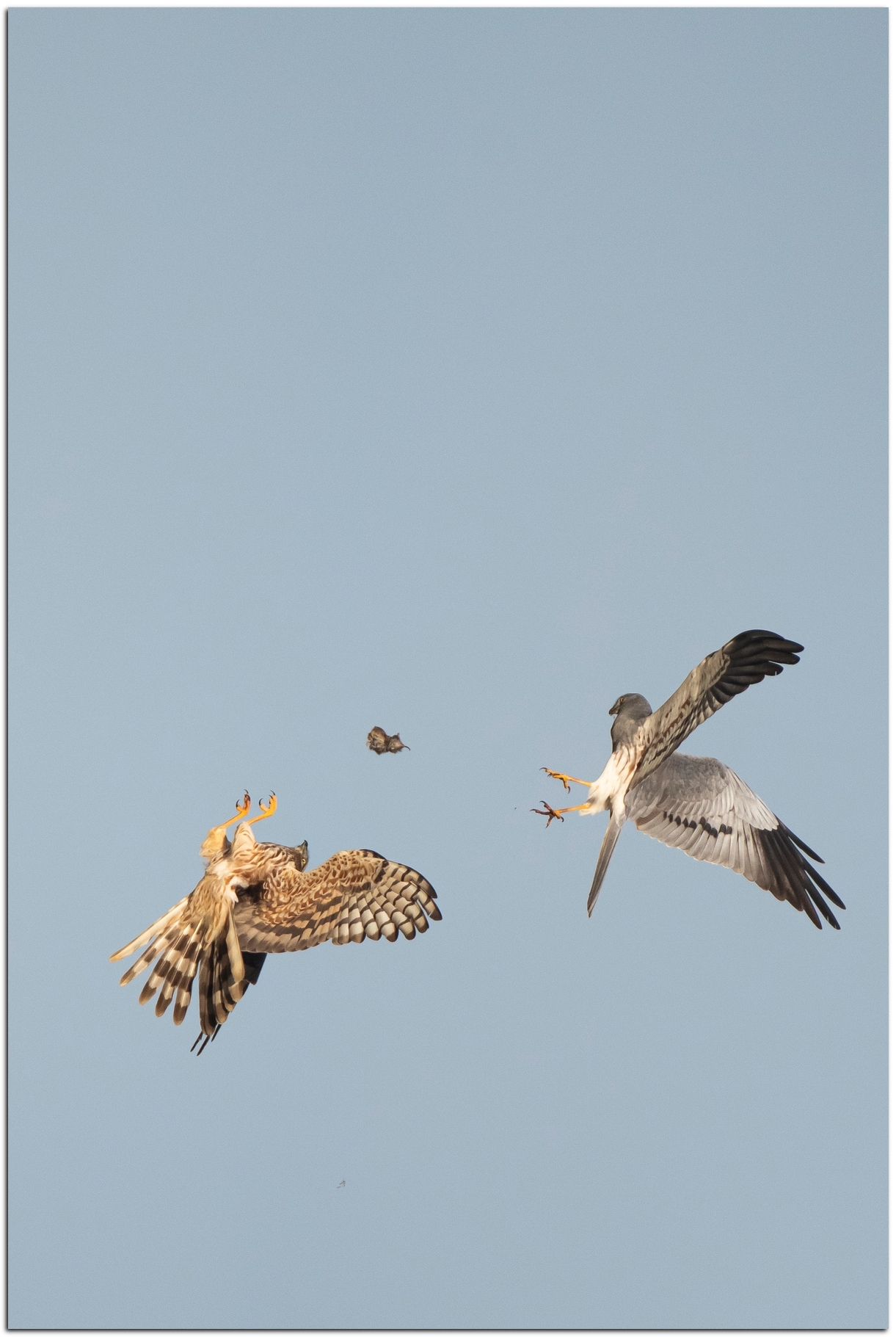 busards_presentation056.jpg (1.15 MB)