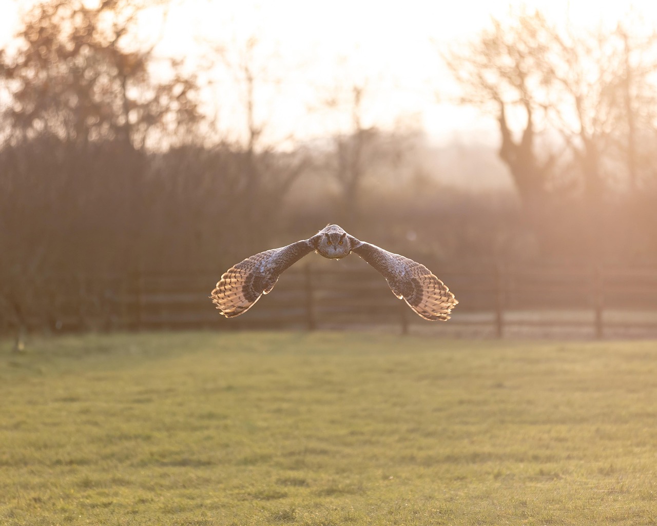 owl-8445460_1280.jpg (182 KB)