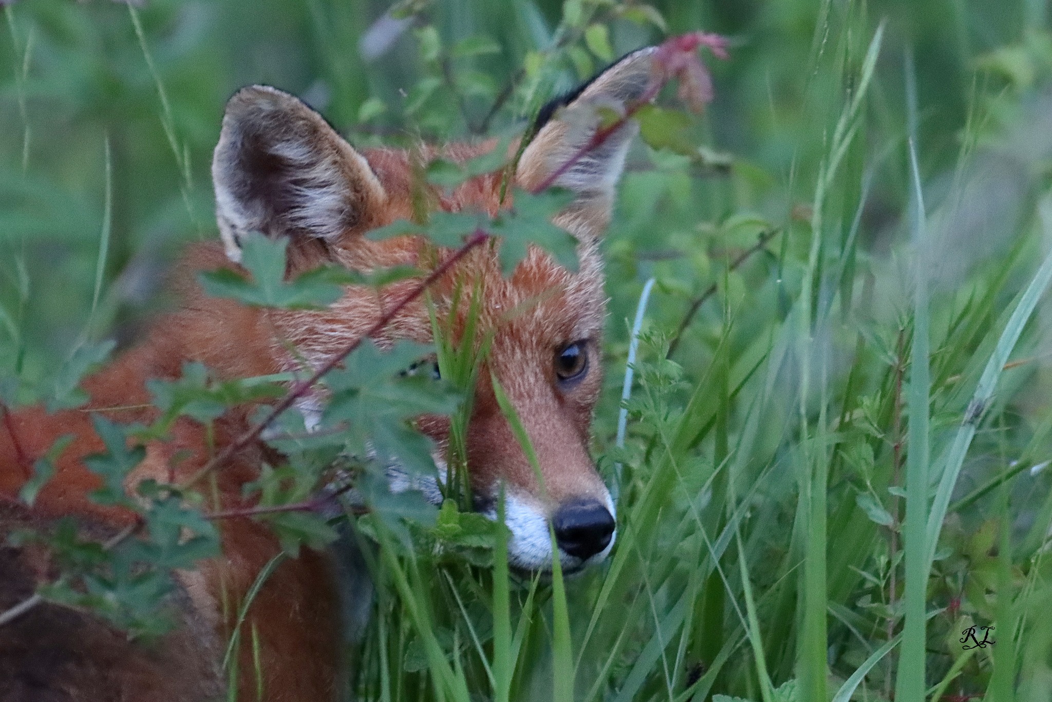 renard dans l herbe.jpg (767 KB)