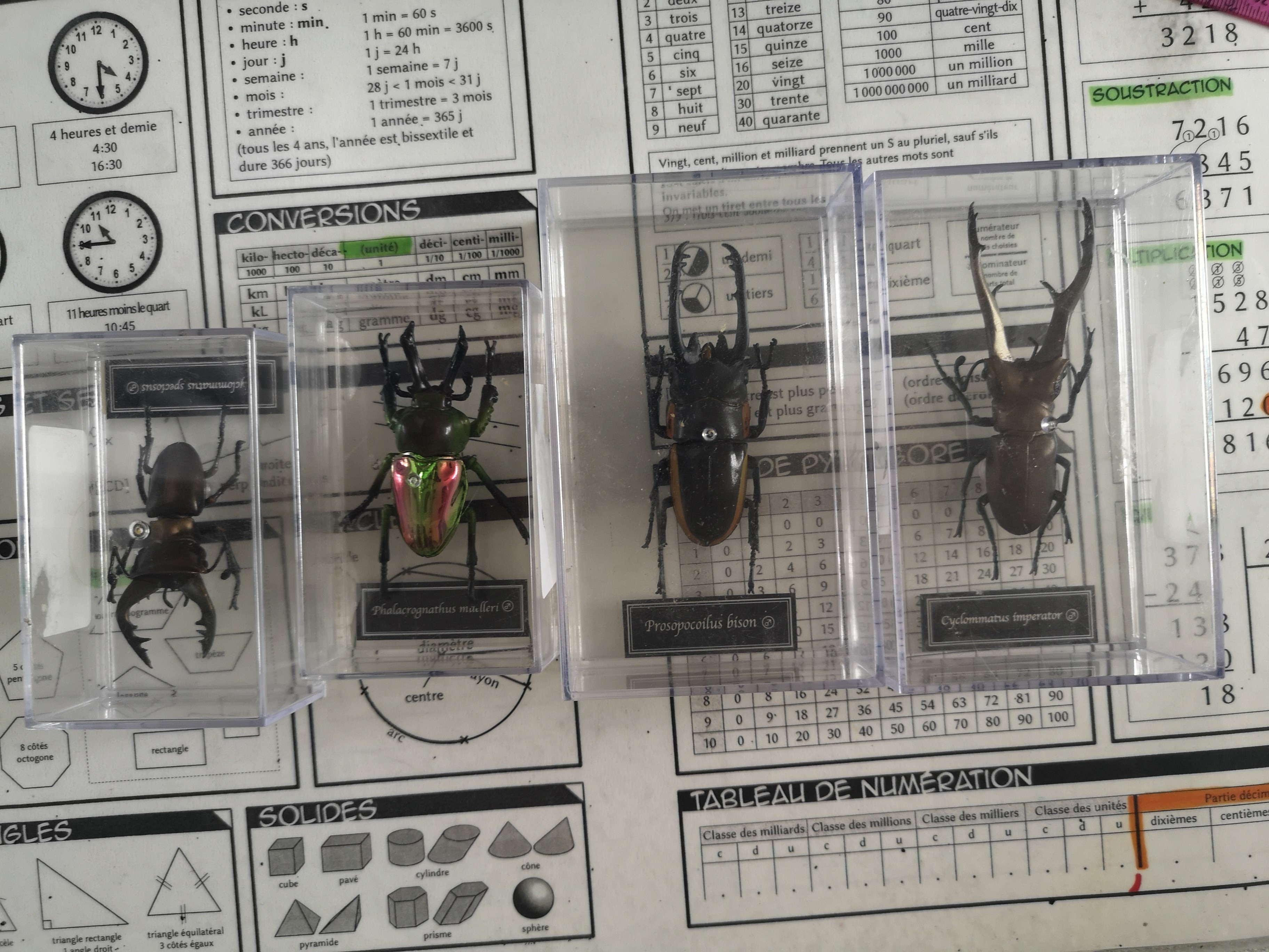 scarab.jpg (1.70 MB)